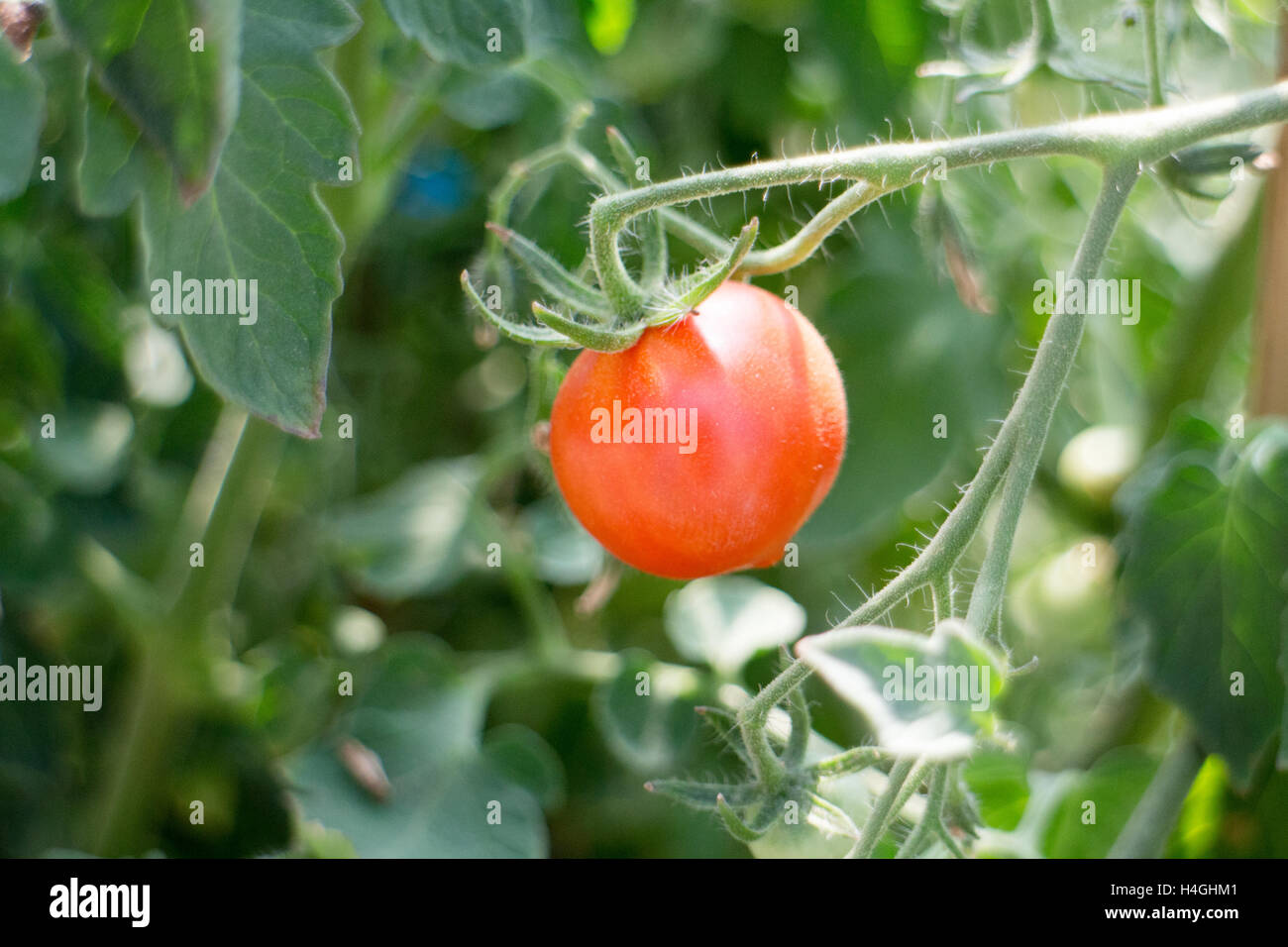 Tiger cherry tomato growing on the vine on a farm in the greenhouse on Vancouver Island, farm inspired Stock Photo