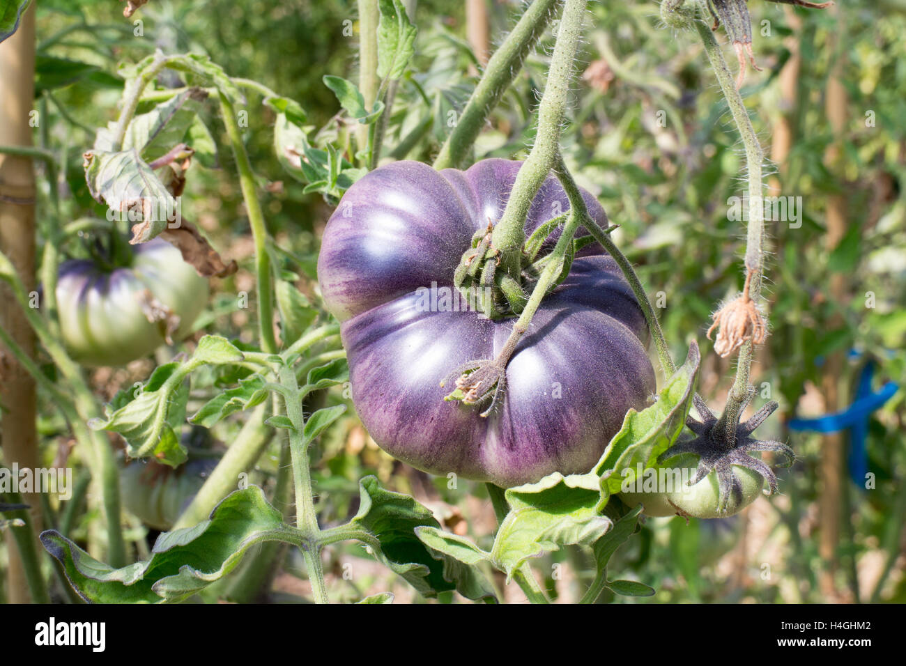 Heirloom large purple tomato on Vancouver Island in a greenhouse, farm inspired Stock Photo