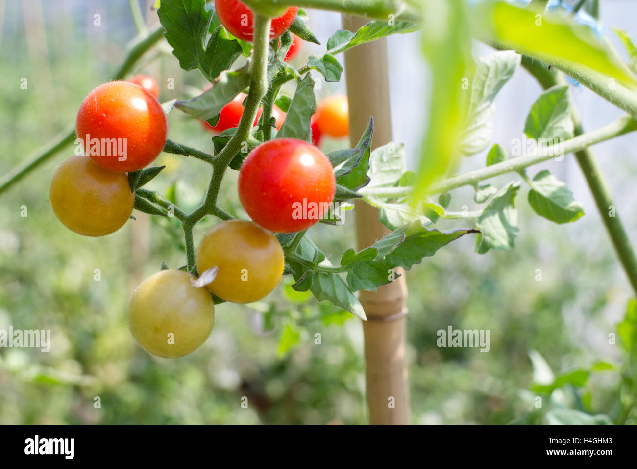 Cherry tomatoes, yellow and red on the vine, farm inspired Stock Photo