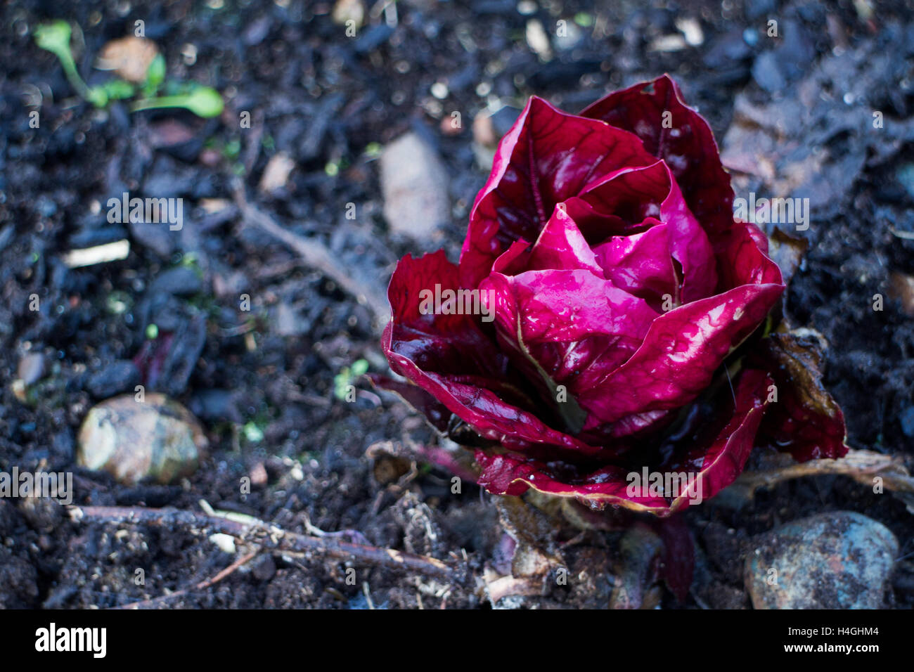 Red radicchio growing in the ground looks like a rose, food inspired Stock Photo