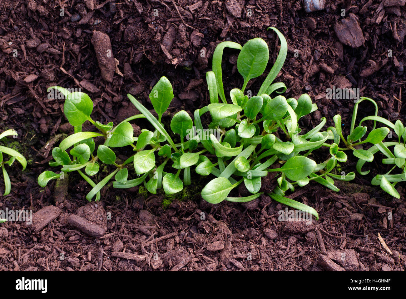 Baby spinach growing hires stock photography and images Alamy