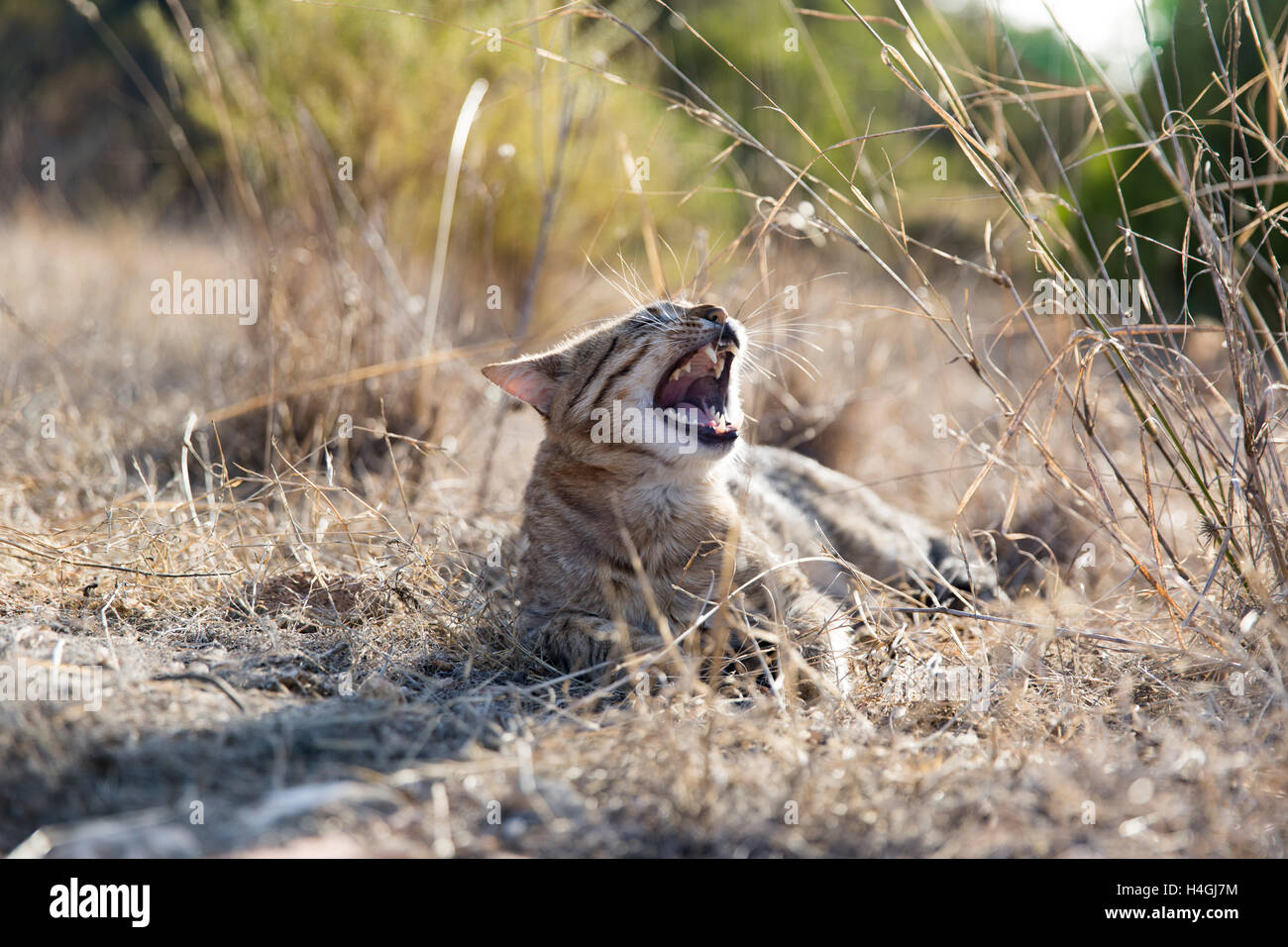 Pleased cat at the Algarve coast in Portugal Stock Photo