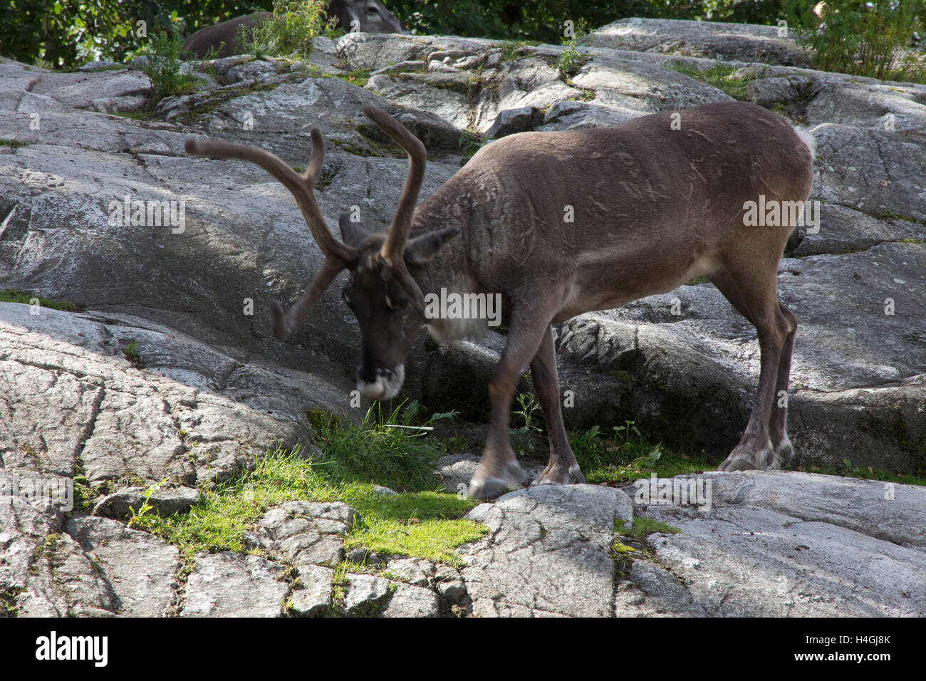 A zoo at Skansen, the world's first open-air museum, features Nordic animals, such as the reindeer.  Stockholm, Sweden. Stock Photo