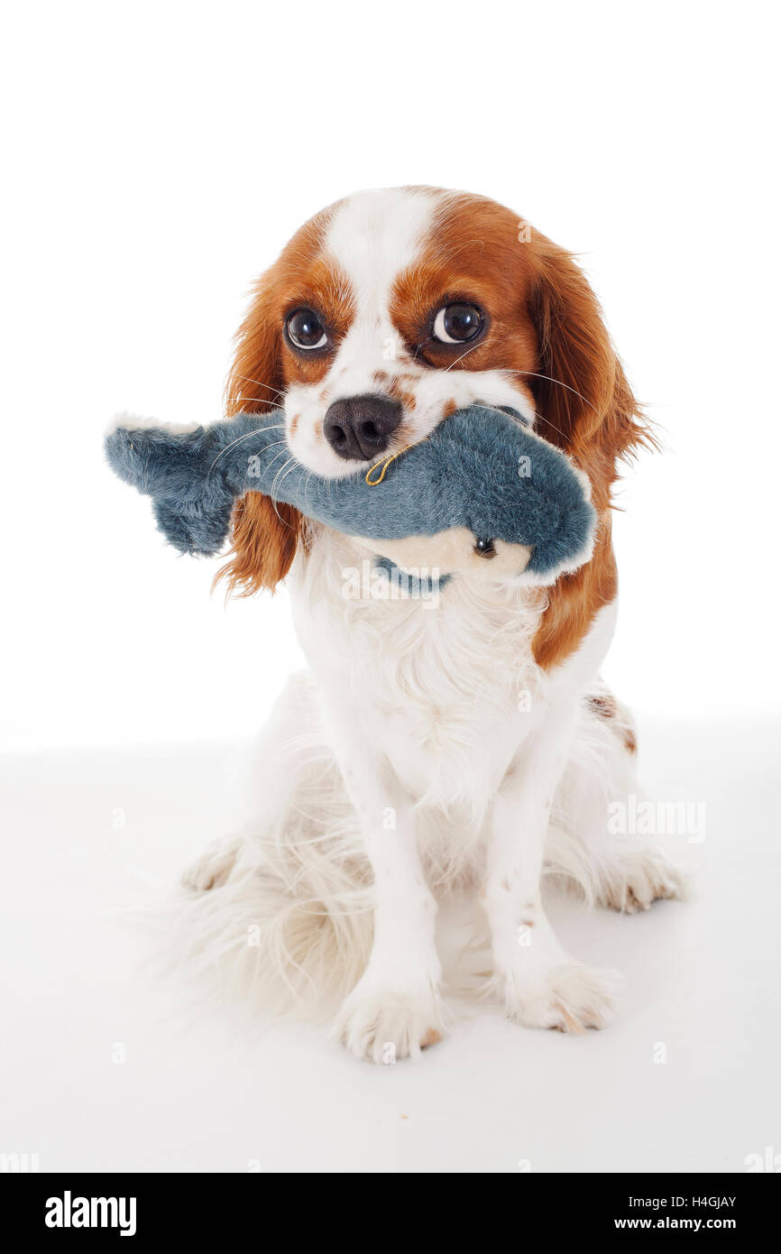 Trained cavalier king charles spaniel studio white background photography. Dog with soft plush dolphin toy play time Stock Photo