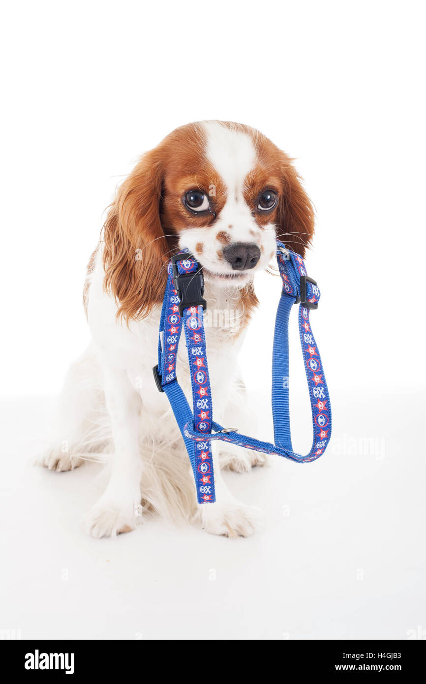 Trained cavalier king charles spaniel studio white background