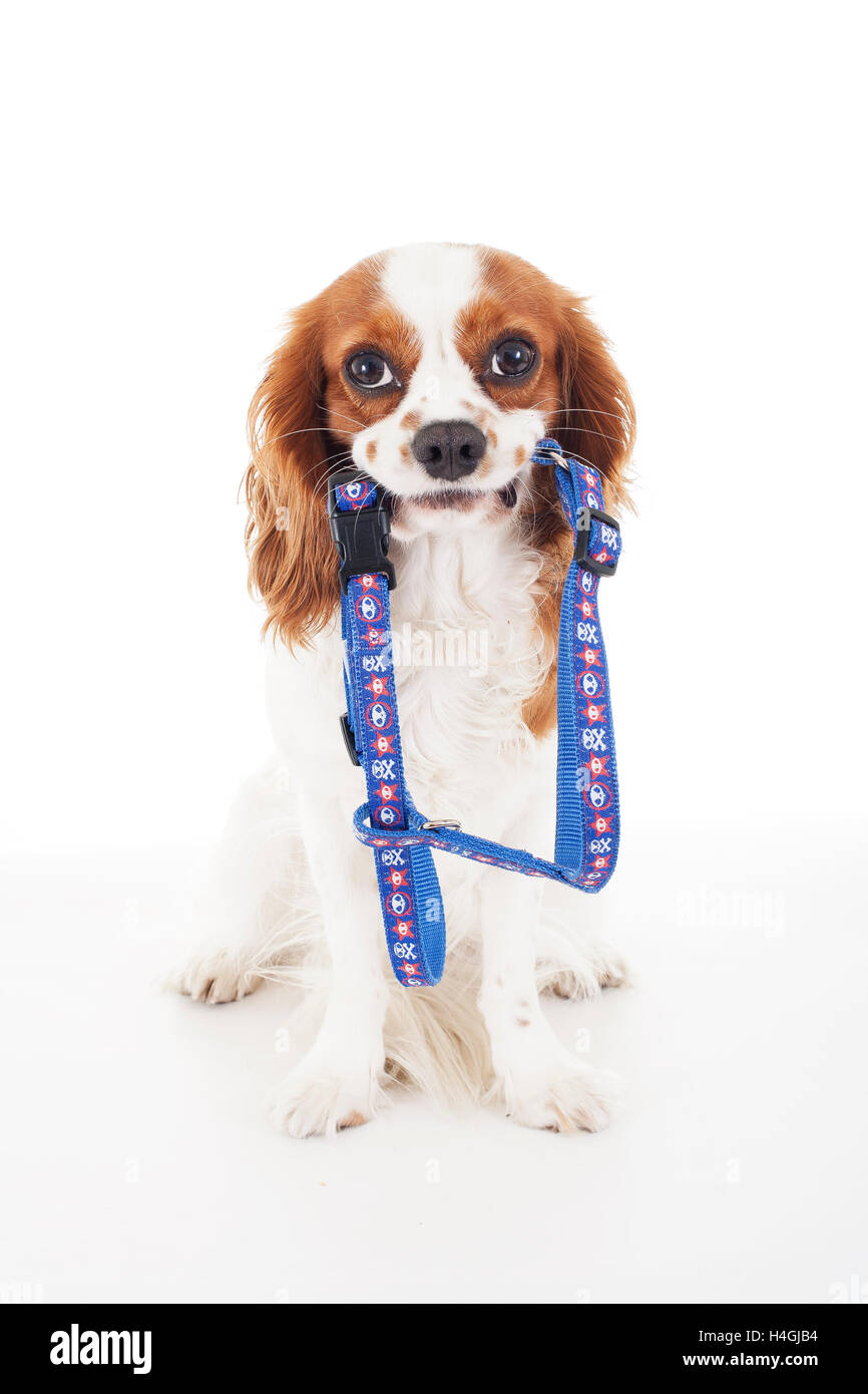 Trained cavalier king charles spaniel studio white background