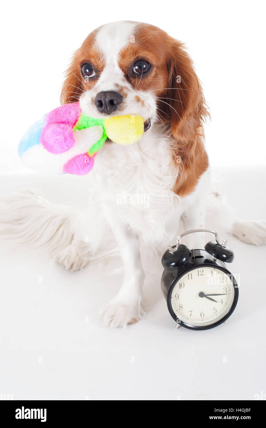 Trained cavalier king charles spaniel studio white background photography. Dog waiting play time with toy fish clock. Stock Photo