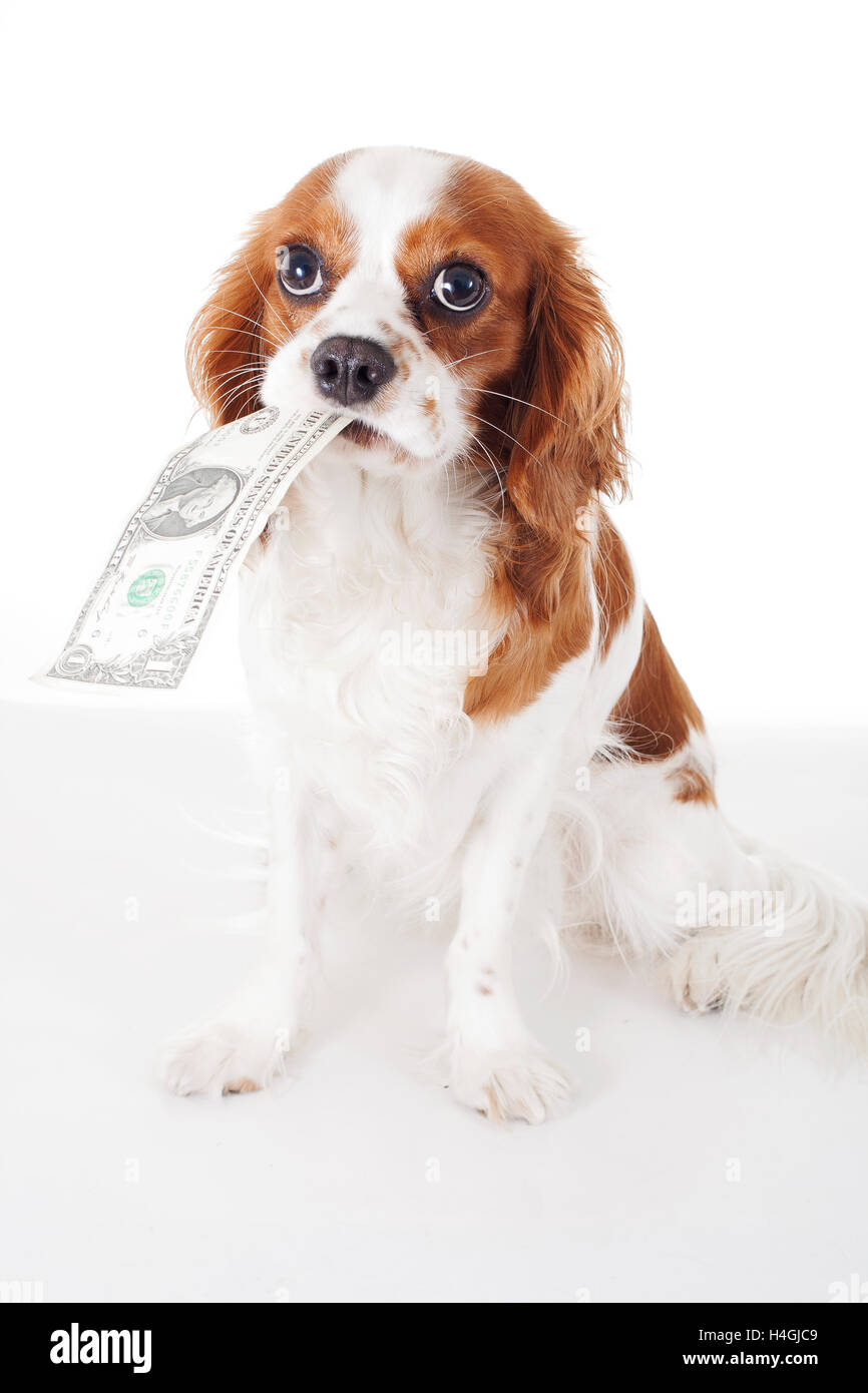 King charles cavalier spaniel studio photos, Dog with domestic and special objects.  White background photos RF and RM types. Stock Photo
