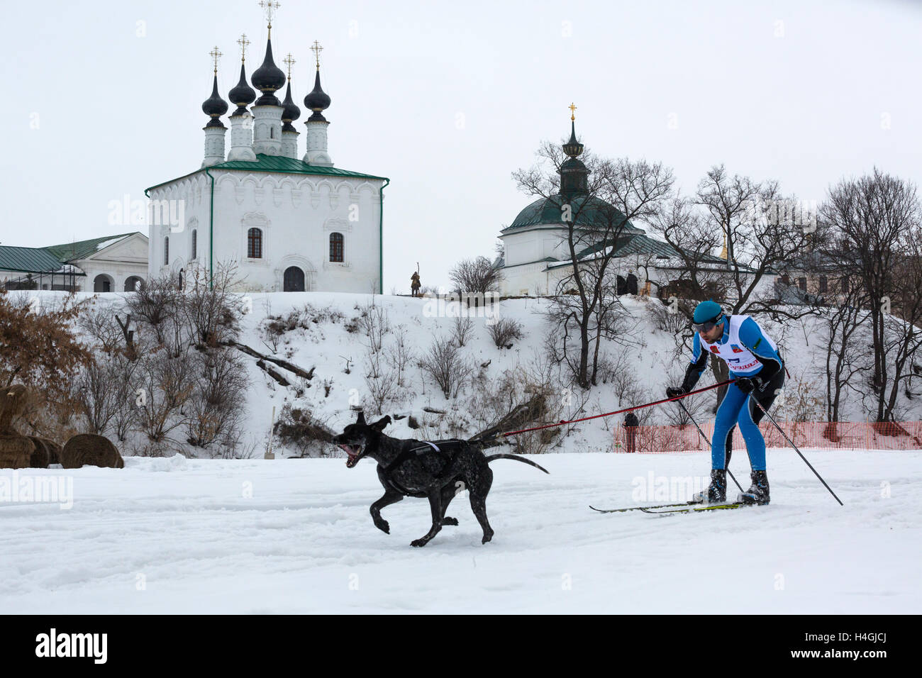 Sportsman during the sled dog race 'Suzdal Field' in the city of Suzdal, Vladimir region, Russia Stock Photo