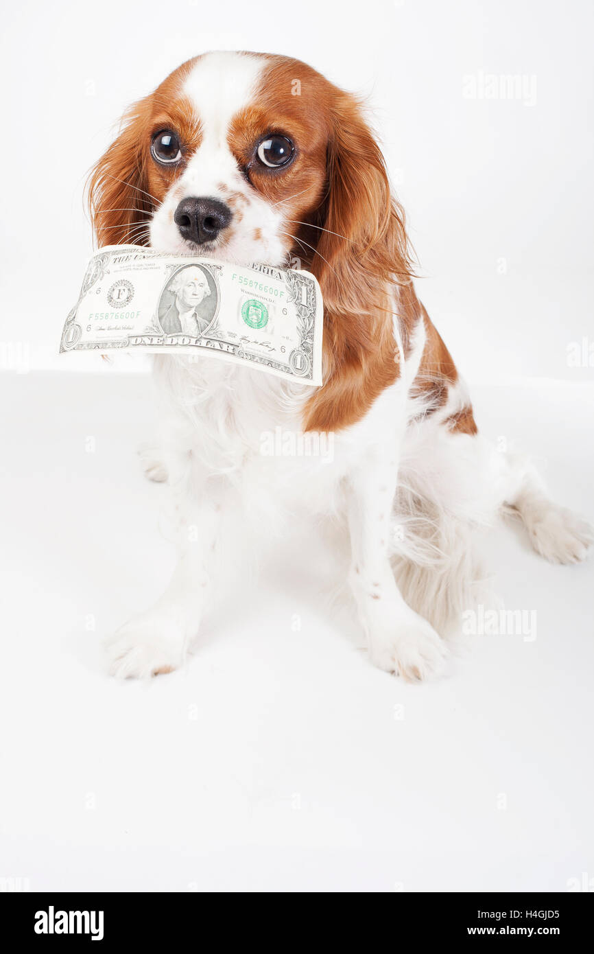 Trained Cavalier king charles spaniel puppy holding dollar bill to pay something or illustrate needs or fees. Studio background. Stock Photo