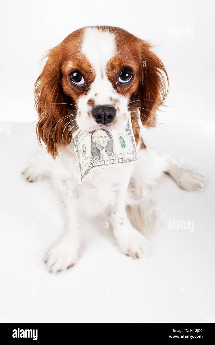 Trained Cavalier king charles spaniel puppy holding dollar bill to pay something or illustrate needs or fees. Studio background. Stock Photo