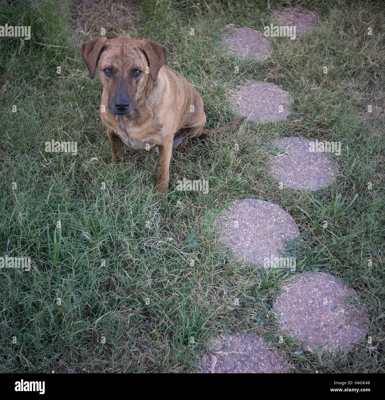 Catahoula dog in a city backyard. Stock Photo