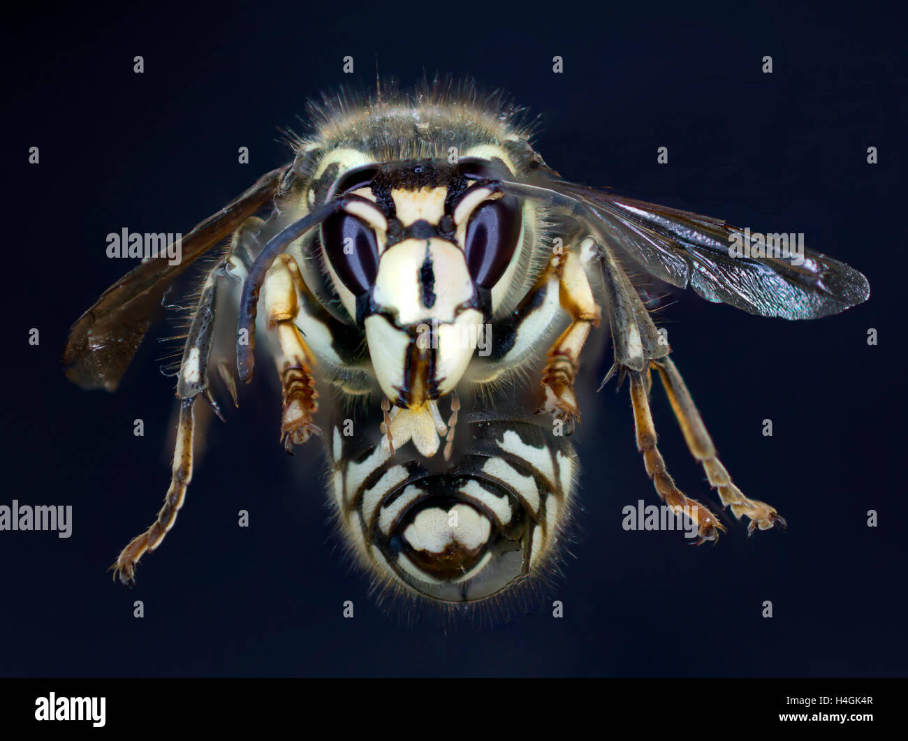 White wasp deals