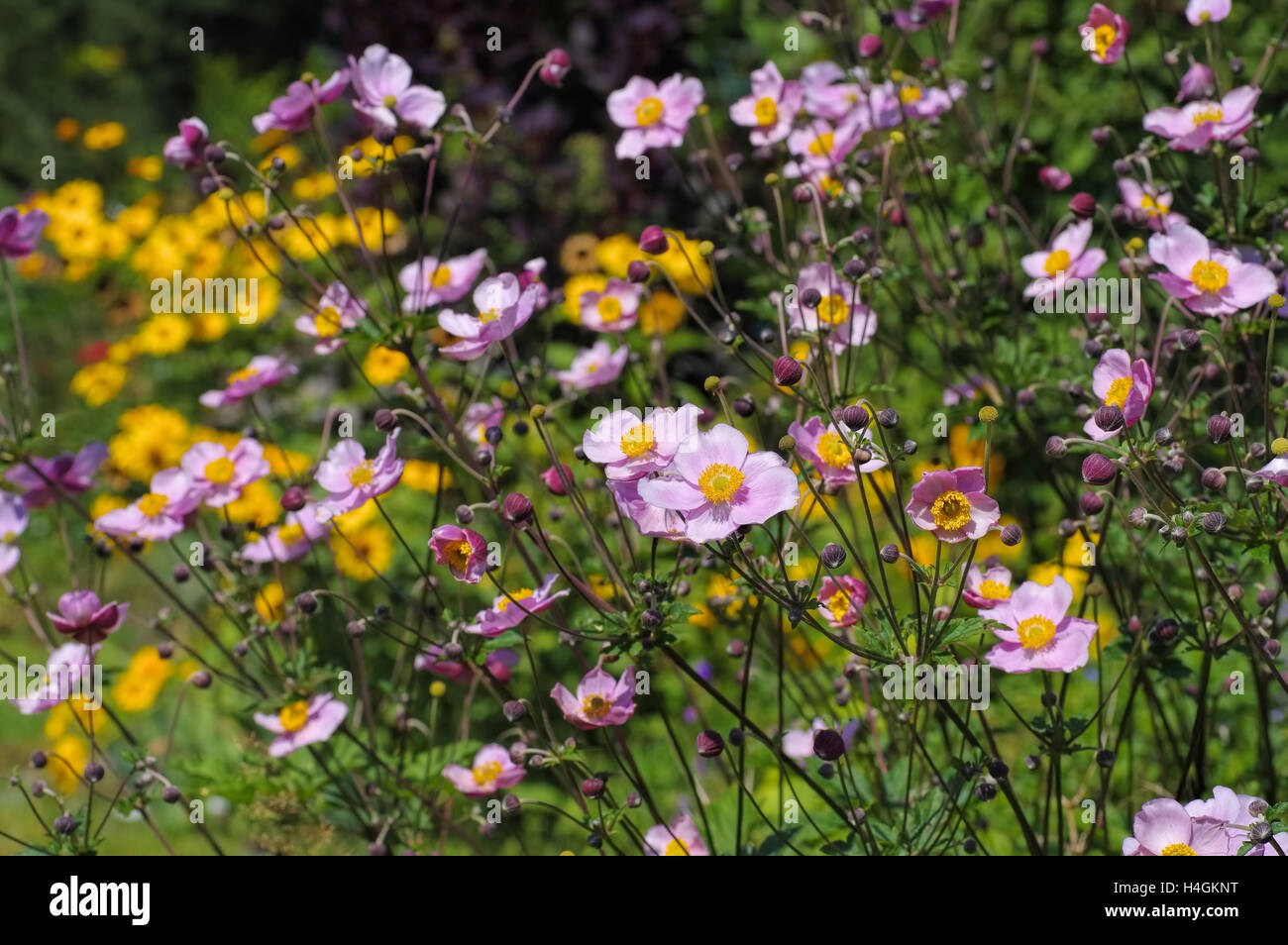 Herbst-Anemone im Sommer - Japanese anemone flowers,  Anemone hupehensis Stock Photo