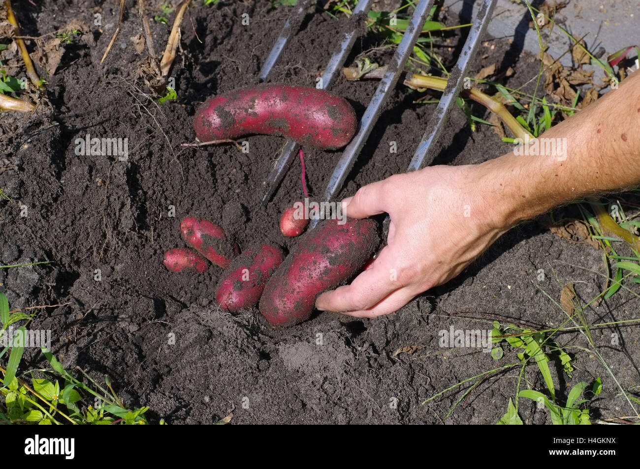 Kartoffeln ernten - red potato harvest in garden Stock Photo