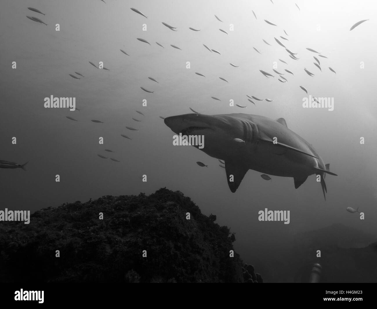 Black and White Shark Byron Bay Australia Julian Rocks Stock Photo - Alamy