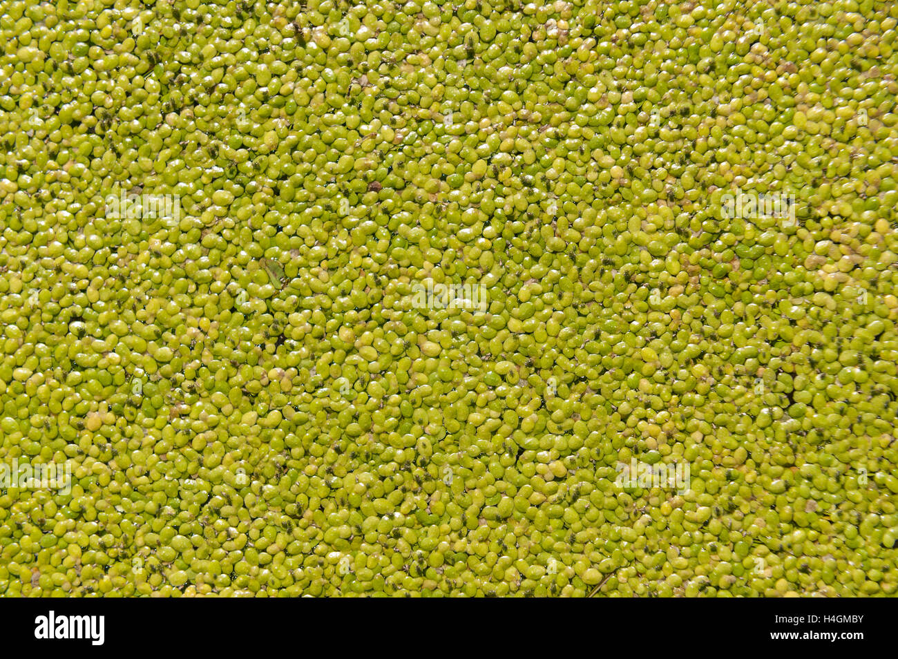 Pond surface coated with dense covering of duckweed Lemna minuta floating weed Stock Photo