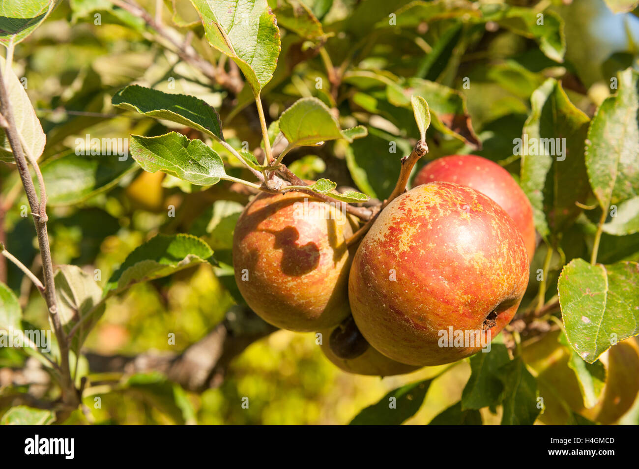 Bunch of eating apples cox's ripening in late summer sunshine Stock Photo