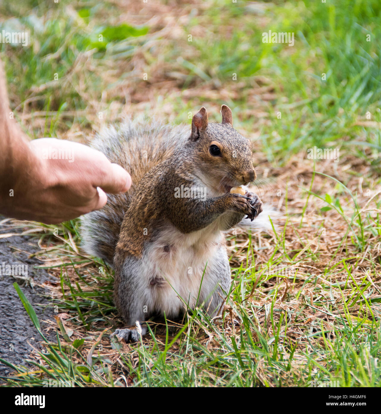 Squirrel that eats nut from man hand Stock Photo Alamy