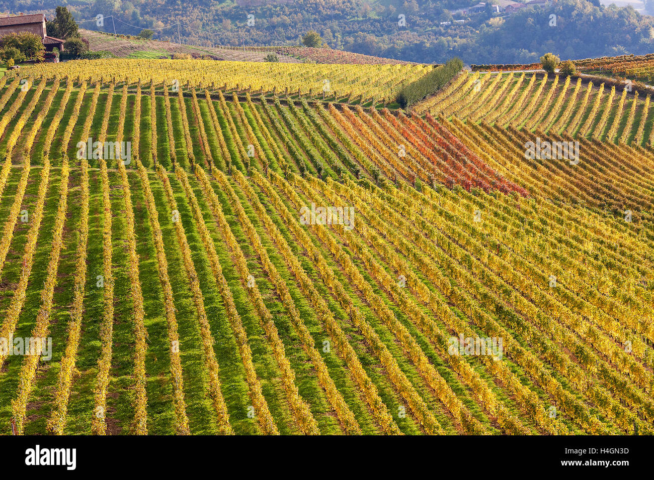 Rows of colorful vineyards on the hills of Piedmont at autumn in Italy. Stock Photo