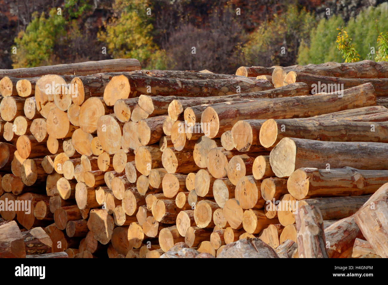 Lumber yard with stacked logs Stock Photo Alamy