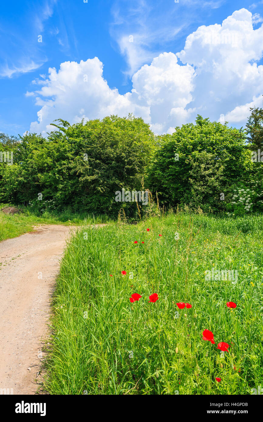 Rural road and red poppy flowers on green meadow in summer, Poland Stock Photo