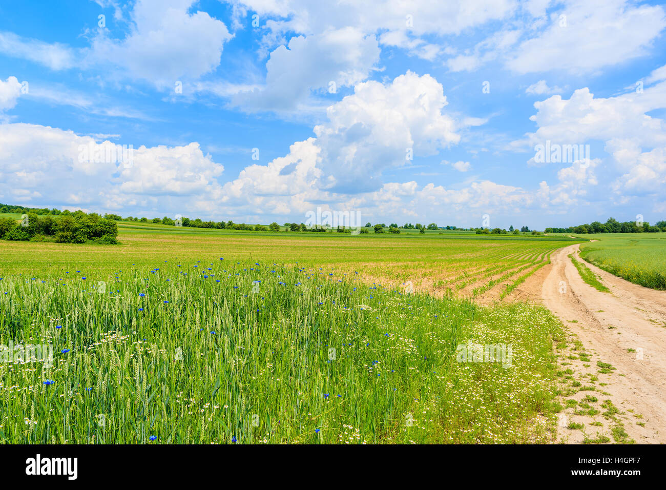 Scenic rural road and green fields in summer landscape, Poland Stock Photo