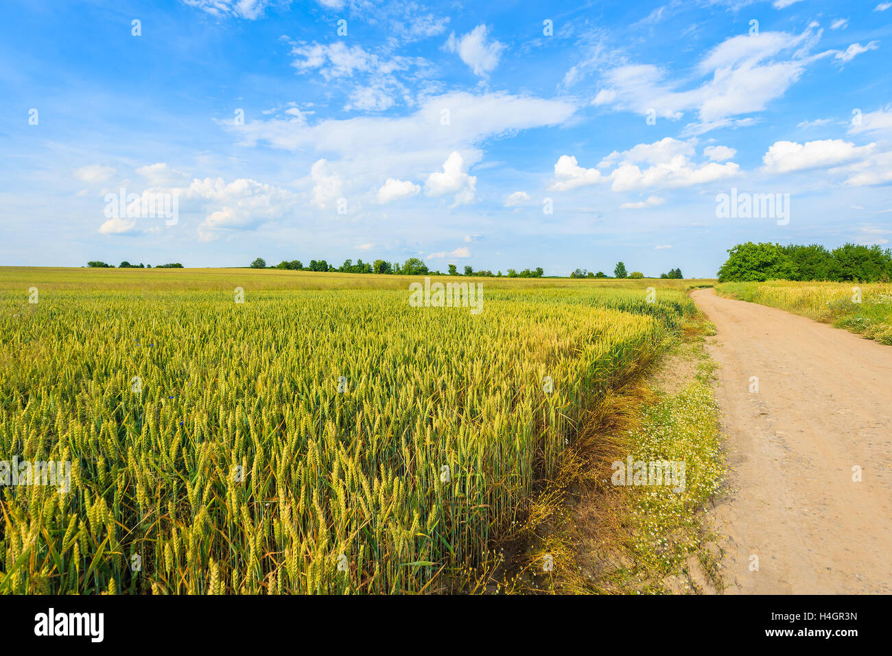 Scenic rural road and wheat fields in summer landscape near Krakow, Poland Stock Photo