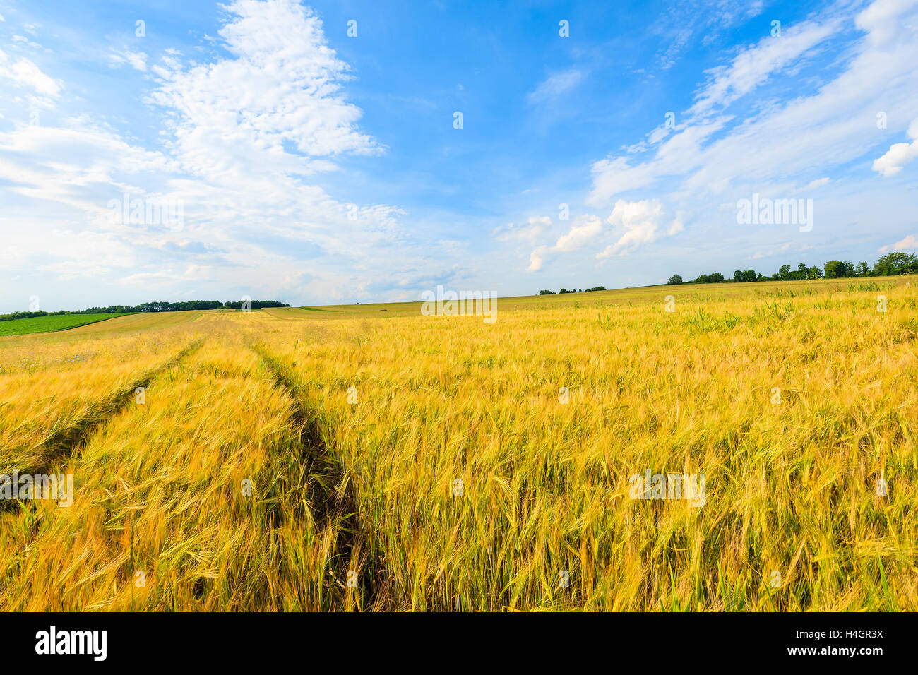 Beautiful golden color wheat field with white clouds on blue sky in summer landscape near Krakow, Poland Stock Photo