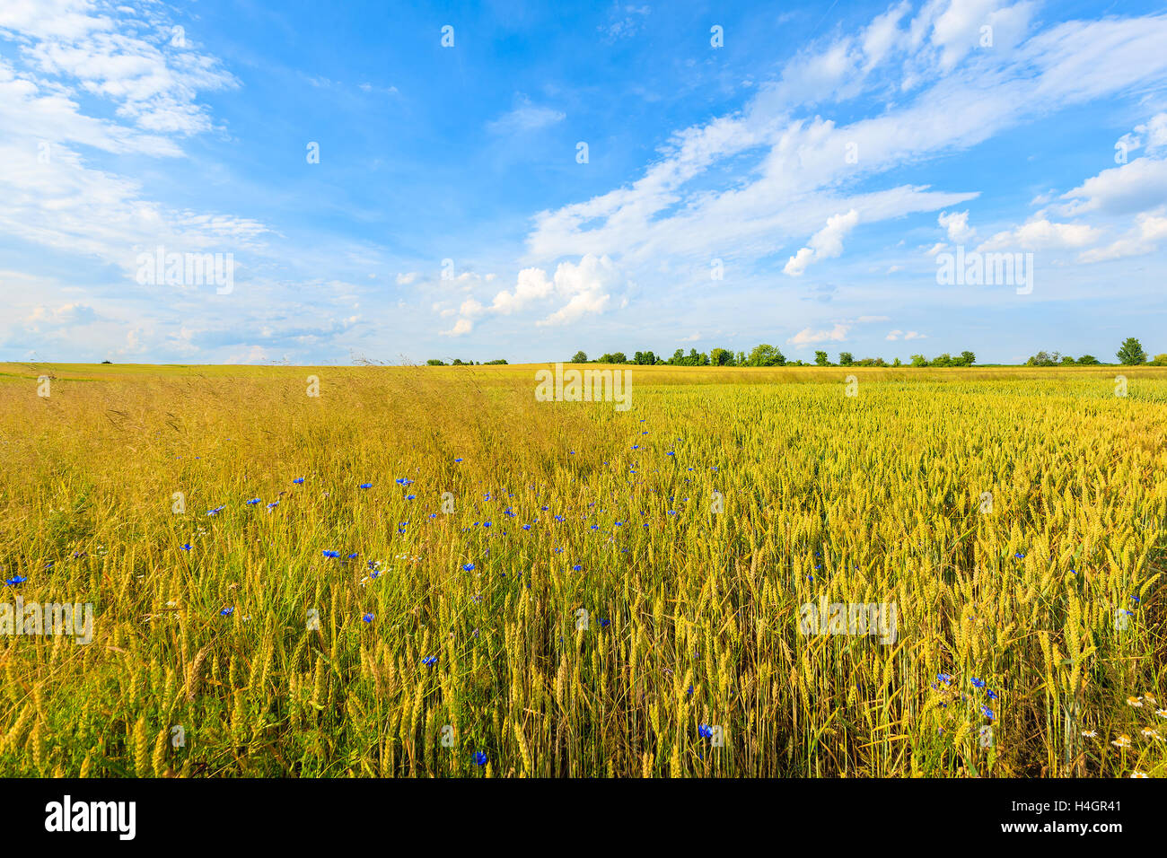 Summer wheat field beautiful hi-res stock photography and images - Alamy