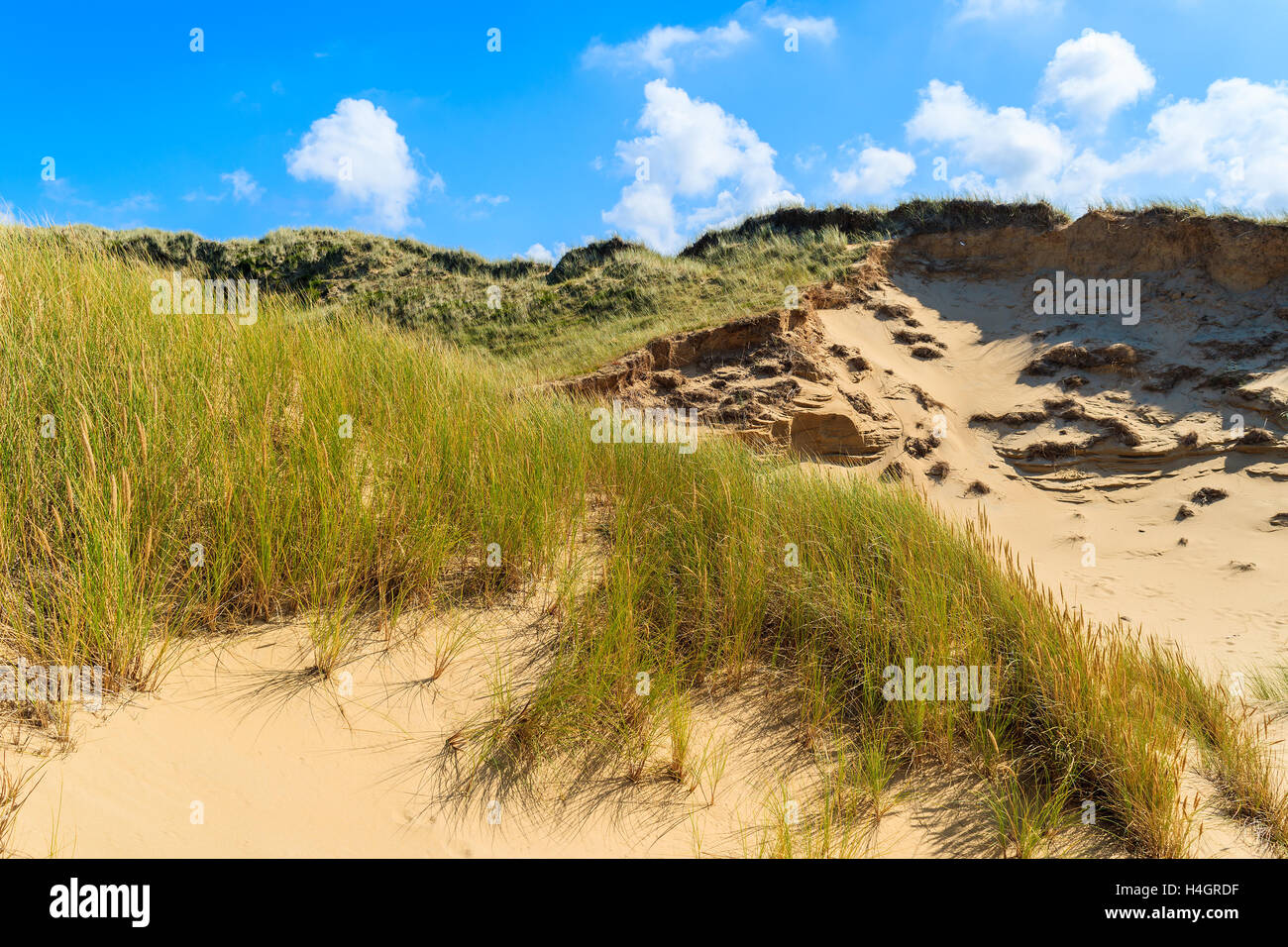 Grass on sand dunes on sunny summer day, Sylt island, Germany Stock Photo