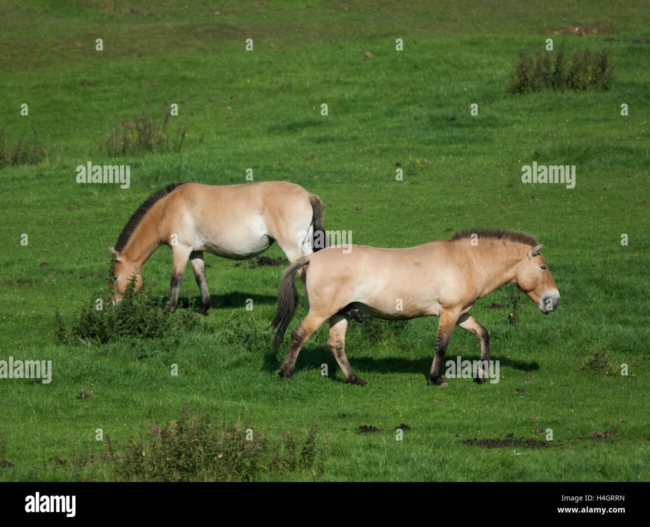 Prezwalski's horse, (Equus ferus przewalskii), Whipsnade Zoo,Hertfordshire,United Kingdom Stock Photo