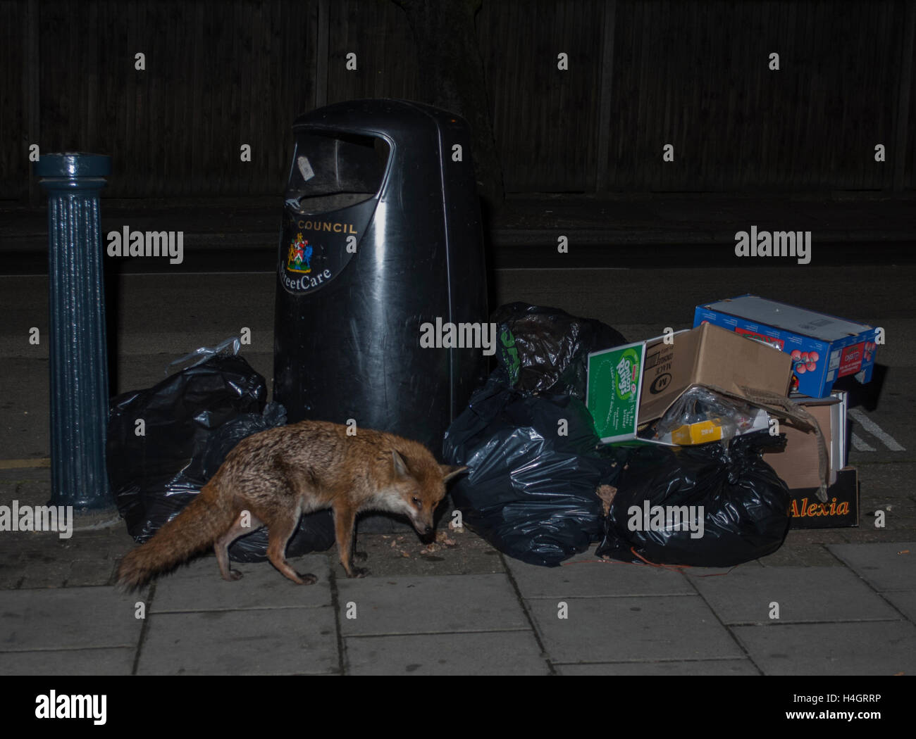 Urban Red Fox, (Vulpes vulpes), searches rubbish bags for food scraps at night in the street, London, United Kingdom Stock Photo