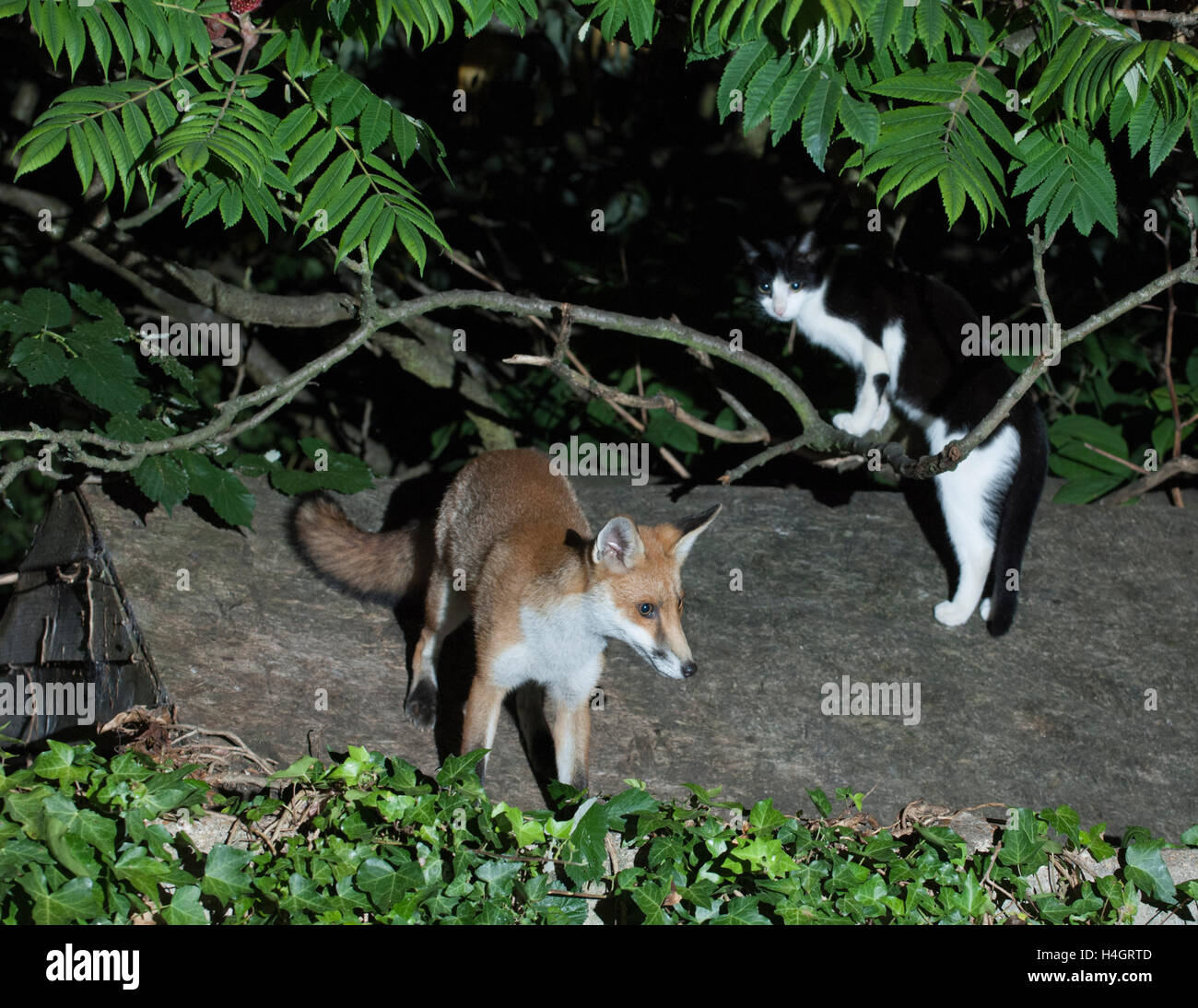An Urban Red Fox Vulpes Vulpes Interacts With A Domestic Cat Feliis An Urban Red Fox Vulpes Vulpes Interacts With A Domestic Cat Feliis