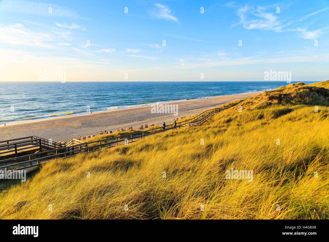 Golden grass on sand dune and view of beach at sunset time, Sylt island, Germany Stock Photo