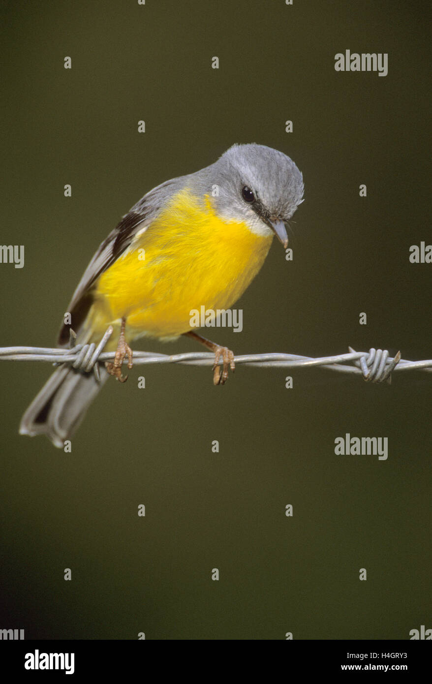 Eastern Yellow Robin,(Eopsaltria australis),perched on barbed wire looking for insects,New South Wales, Australia Stock Photo