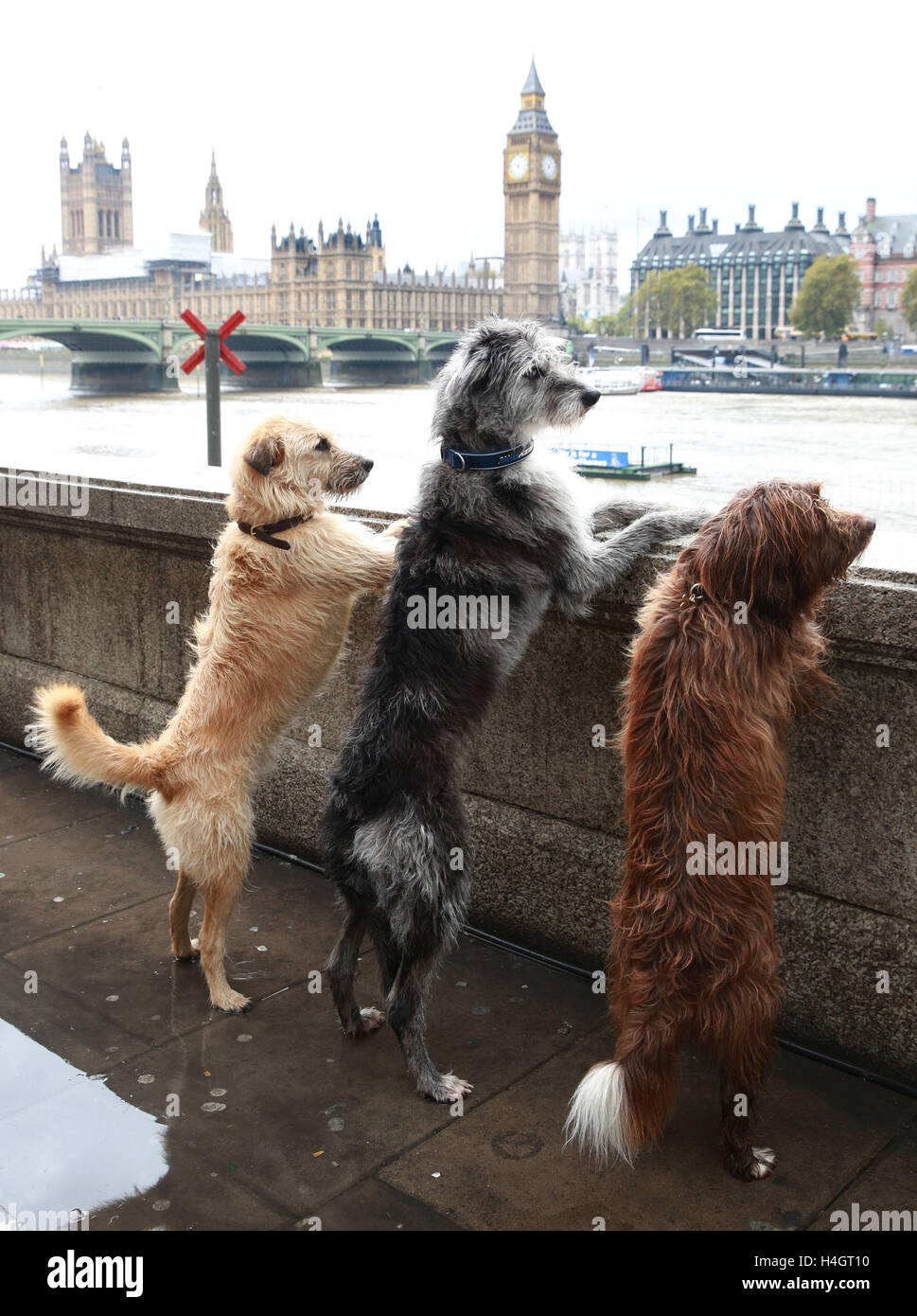 (left to right) Barley (crossbreed), Chase (crossbreed) and Cracker (crossbreed) on The Queens Walk, central London, as 'Dogs taking over London', to mark the countdown to the Eukanuba Discover Dogs dog show at the Excel on October 22nd and 23rd. Stock Photo
