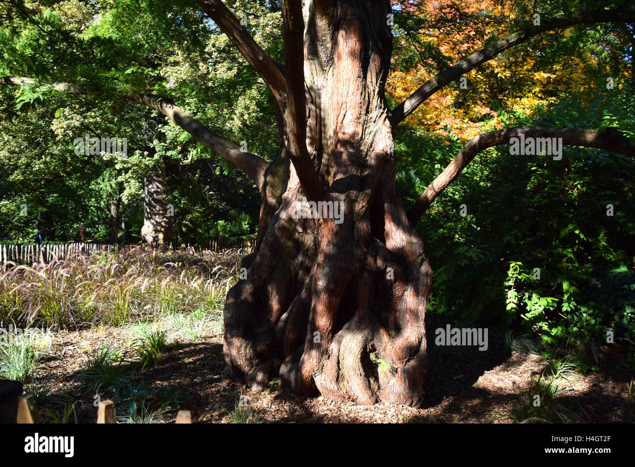 huge bonsai tree Stock Photo Alamy