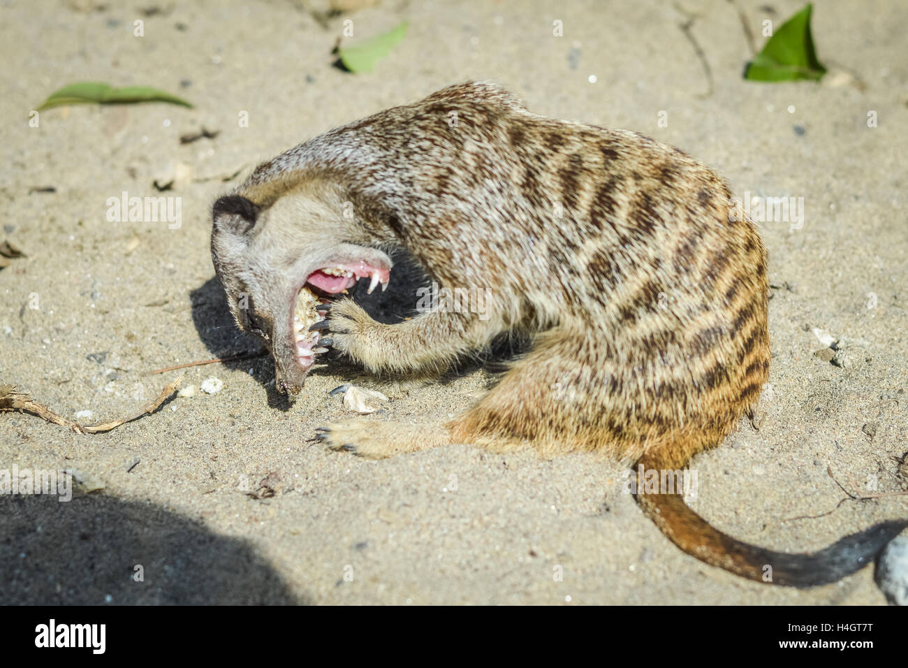 Meerkat mouth cleaning - Suricata suricatta Stock Photo