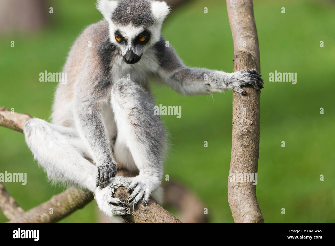 Ring-tailed lemur They are highly social living in large groups lead by a dominant female. Conservation status Endangered Stock Photo