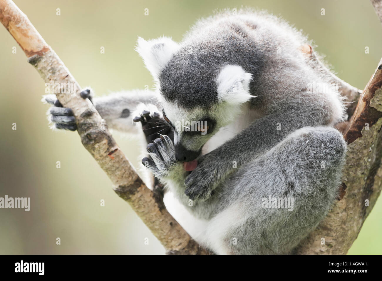 Ring-tailed lemur They are highly social living in large groups lead by a dominant female. Conservation status Endangered Stock Photo
