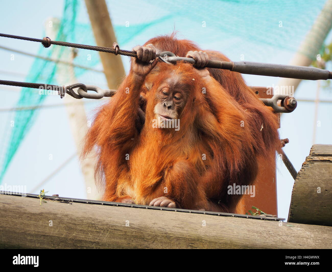 Orangutan mother cares for her baby in wildlife reserve Stock Photo