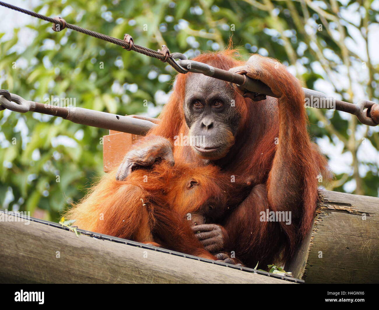 Orangutan mother cares for her baby in wildlife reserve Stock Photo
