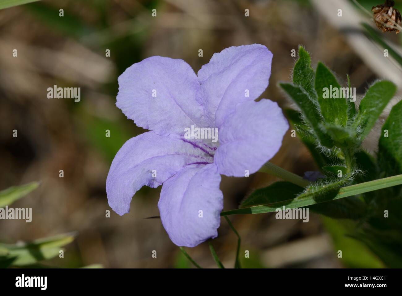 Carolina Wild Petunia (Ruellia caroliniensis) Stock Photo