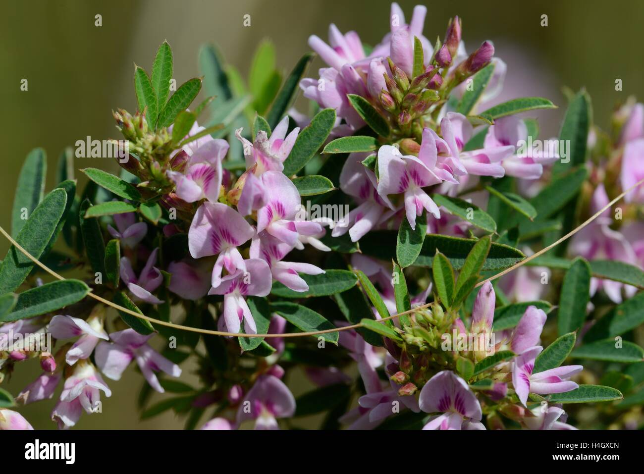 Slender Bush-clover Stock Photo