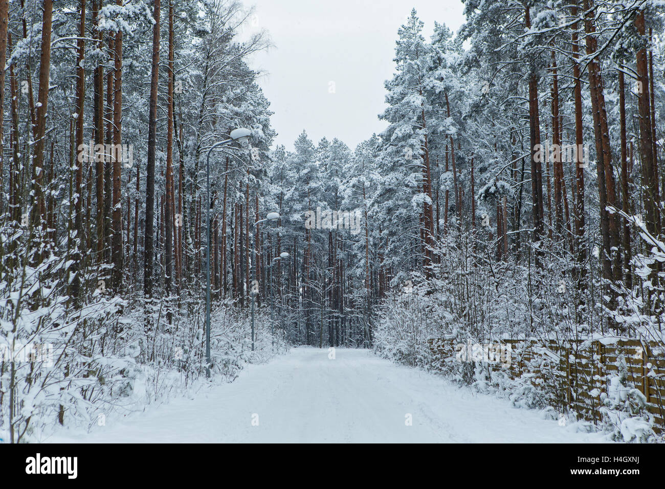 Road in winter snow forest Stock Photo - Alamy