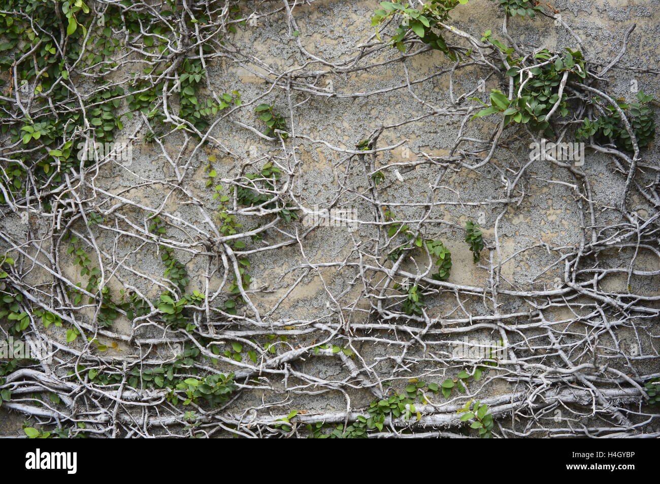 Threads tree trunk hi-res stock photography and images - Alamy
