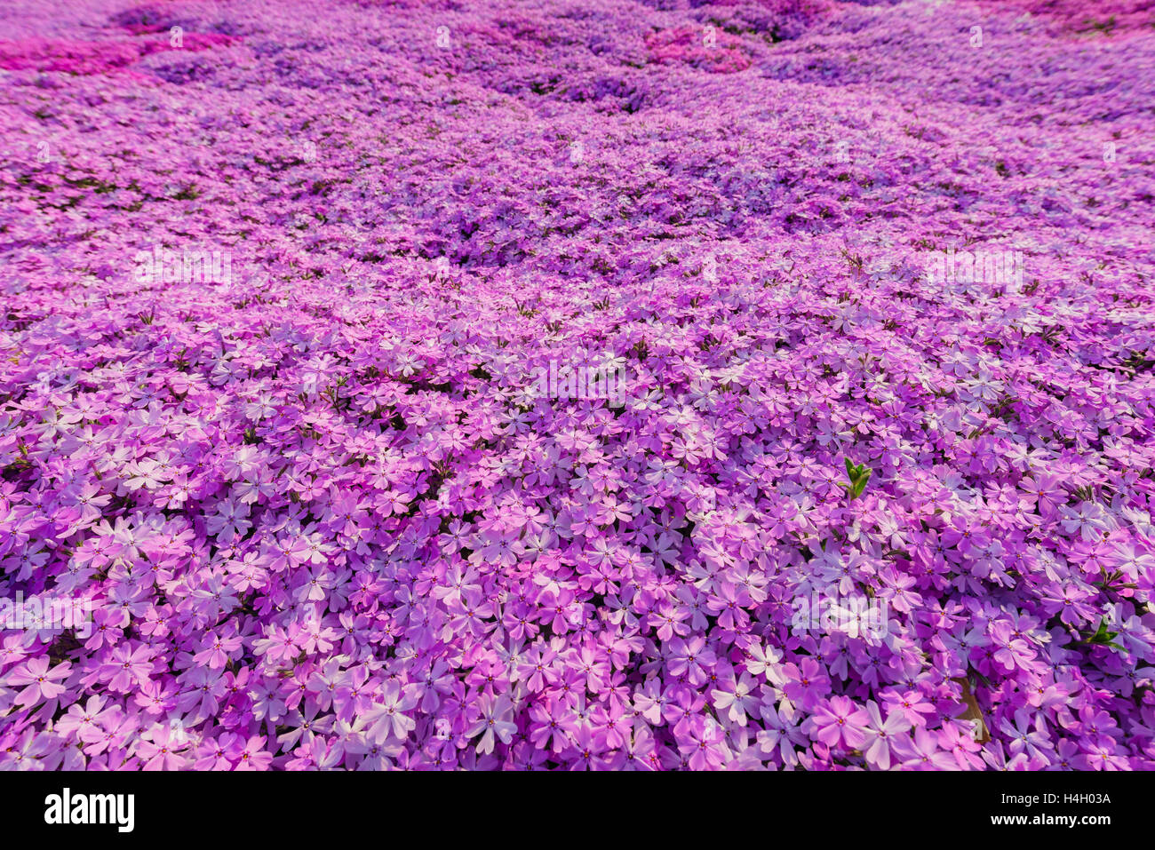 Macro view of  the beautiful pink Shiba Sakura at Hokkaido, Japan Stock Photo
