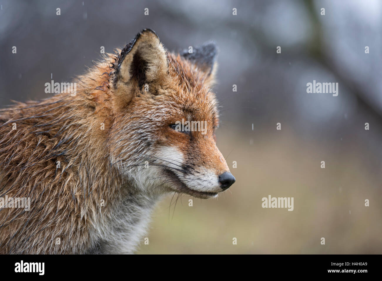 Red Fox / Rotfuchs ( Vulpes vulpes ), wet, closeup, head-shot, portrait in rain, on a rainy day, fun, funny. Stock Photo