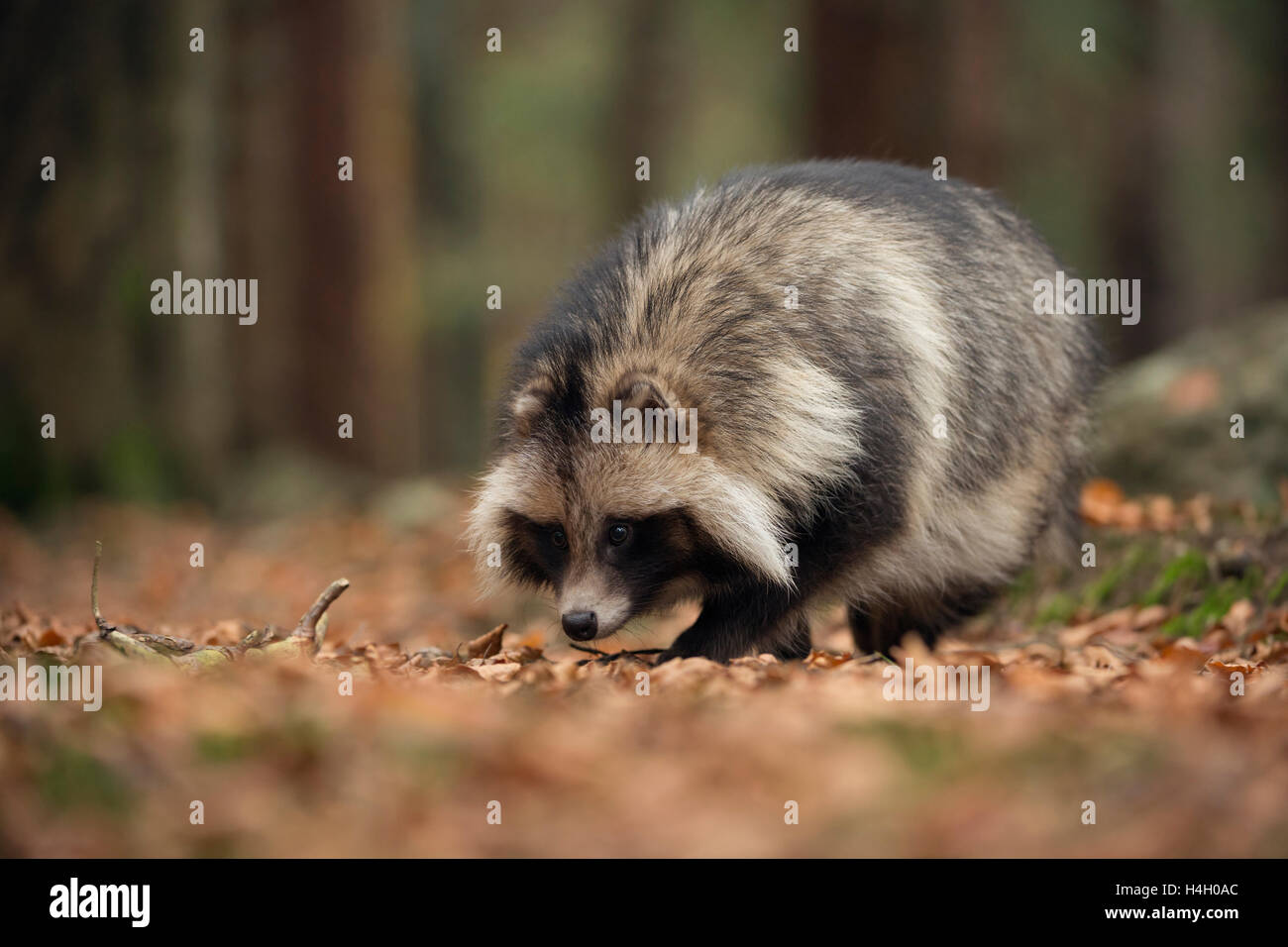 Raccoon dog / Marderhund ( Nyctereutes procyonoides ), walking through dry leaves, its nose on the ground, invasive species. Stock Photo